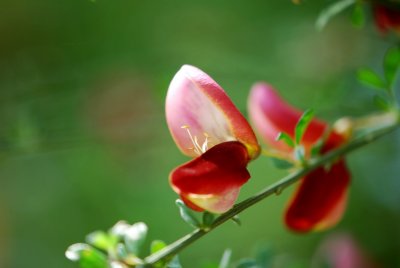 Cytisus multiflorus - čilimník mnohokvětý - květ